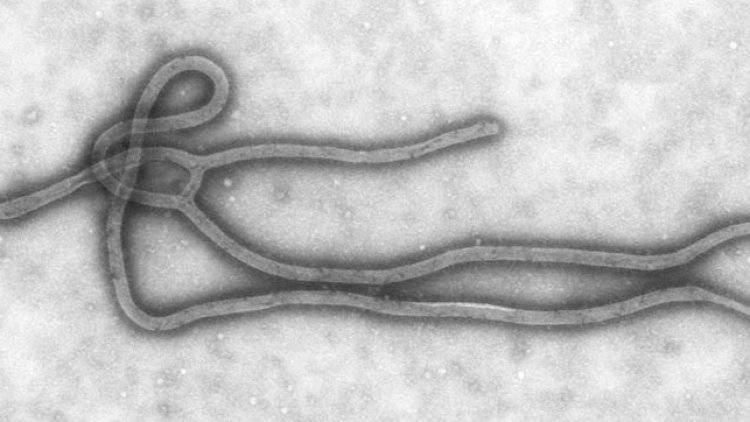 Число заразившихся вирусом Эбола в Конго превысило две тысячи