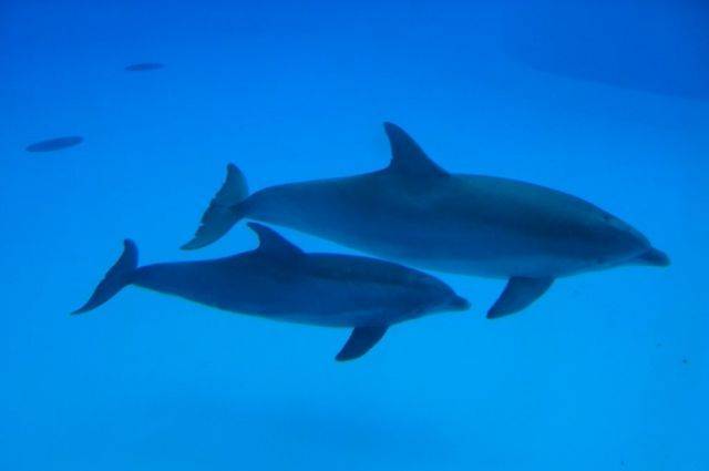 В Китае нашли редких китов и дельфинов