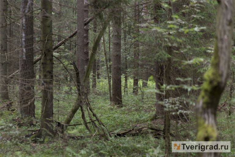 В Тверской области пенсионер нарубил леса на два миллиона рублей
