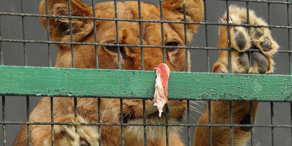 Двое парней дразнили и кидали камни во львов в зоопарке Караганды