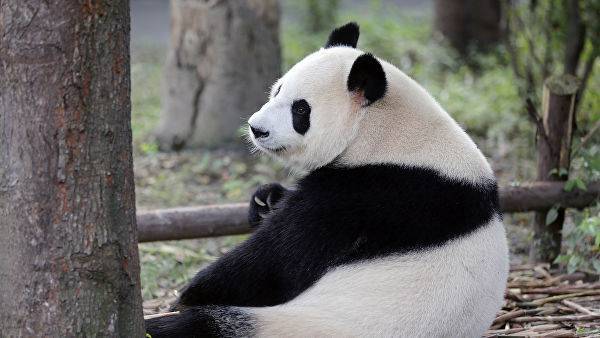 В Китае надеются, что привезенные в Москву панды принесут много радости