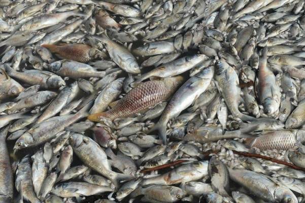 В Казахстане погибло от отравления 118 тонн рыбы — Токаев