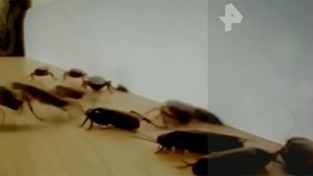 Видео: полчища тараканов захватили столичную многоэтажку