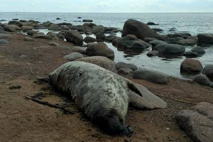 На берегу Финского залива зафиксирована массовая гибель тюленей