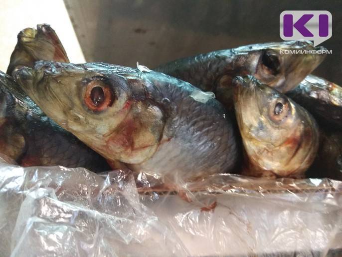 Полицейские Сыктывкара задержали мужчину, который украл со склада 2,5 тонн рыбы