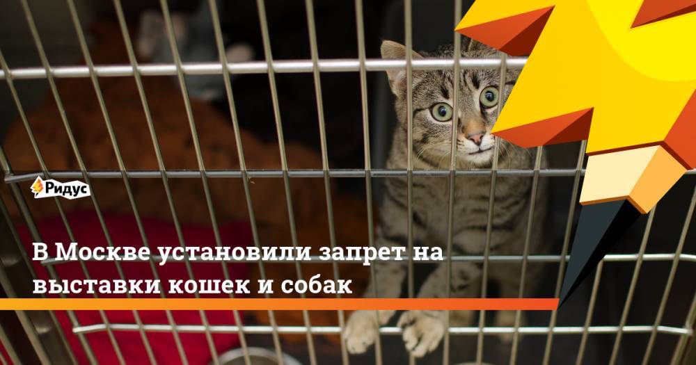 В Москве установили запрет на выставки кошек и собак