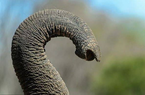 Ученые выяснили, что хобот помогает слонам считать / Моя Планета