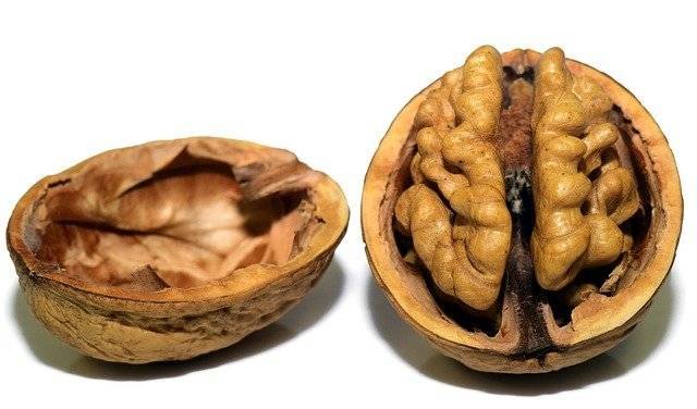 Ученые выяснили происхождение грецкого ореха