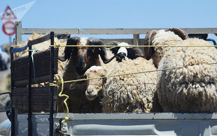 Пресс-конференция "Какие сюрпризы готовит фестиваль стрижки овец в Сюнике?"