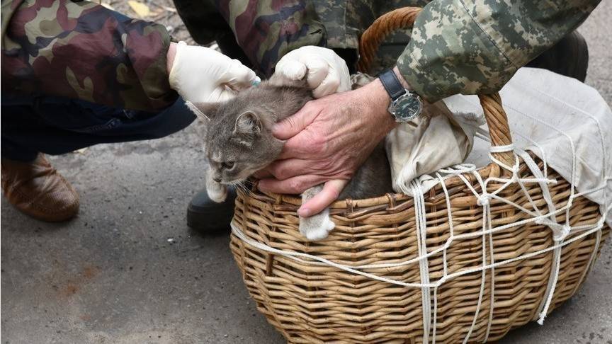 В Первомайском районе пройдет выездная вакцинация животных от бешенства