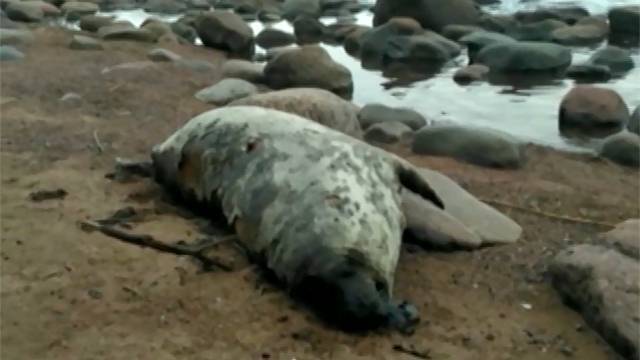 Под Петербургом нашли десятки мертвых тюленей со следами пыток