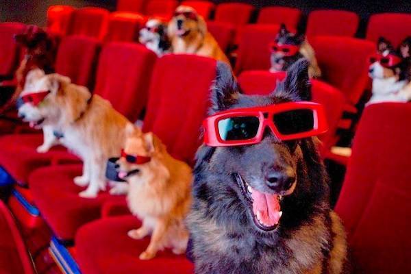 Собаки в кинотеатре - дикость или ближайшее будущее? Куда сходить со своим питомцем