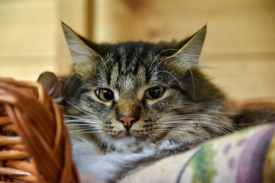 Москвичка перевела 5 тыс рублей неизвестному за якобы найденного кота