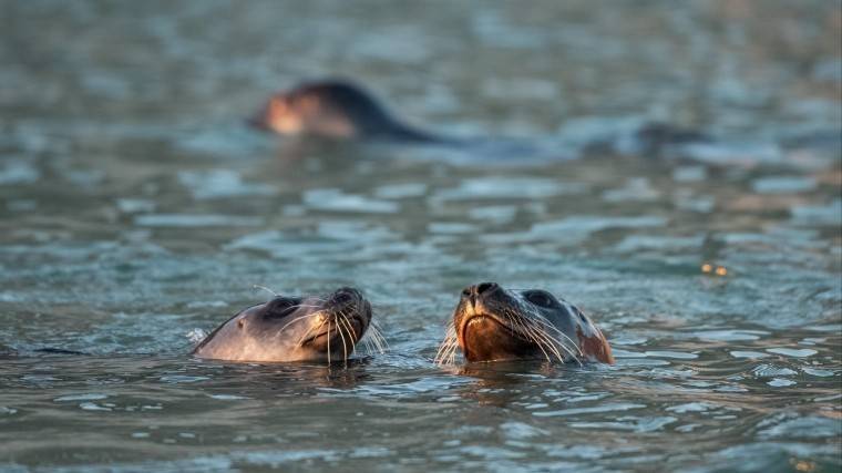 На&nbsp;берегах Финского залива нашли уже 20 погибших тюленей