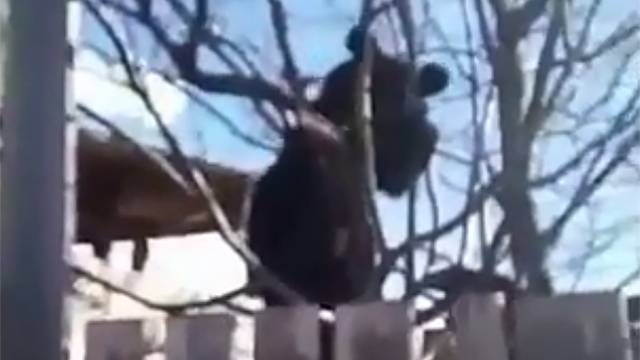 Видео: медведь уселся на дерево рядом с частным домом в Приморском крае