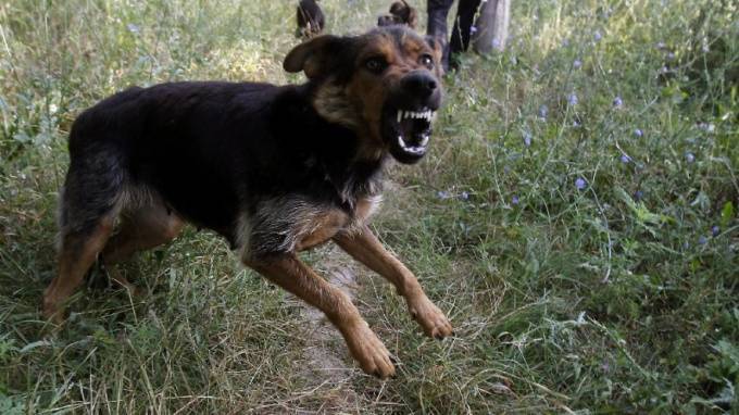 Под Новосибирском сторожевой пес насмерть загрыз 4-летнего мальчика