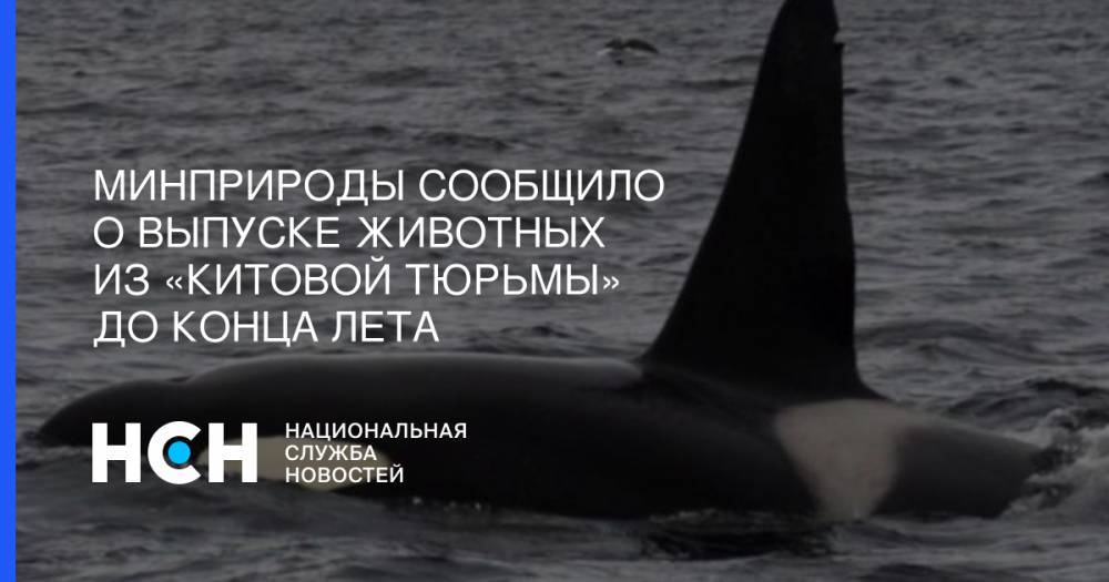 Минприроды сообщило о выпуске животных из «китовой тюрьмы» до конца лета