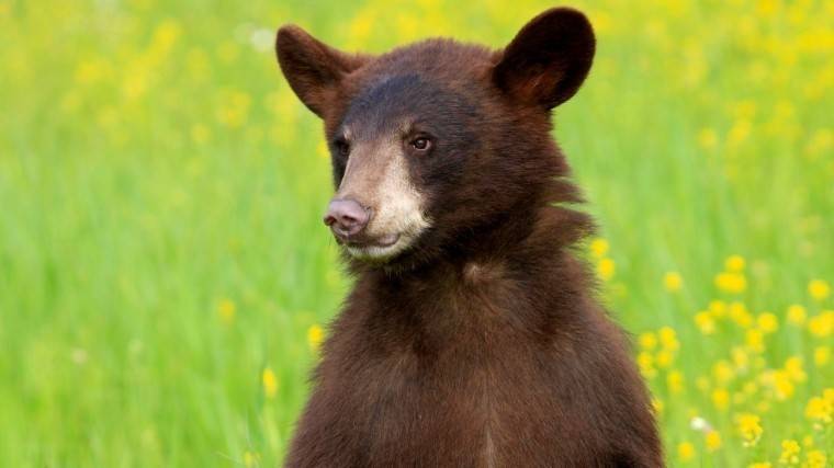 Видео: Смелый и&nbsp;ловкий медведь повис на&nbsp;дереве в&nbsp;Приморье