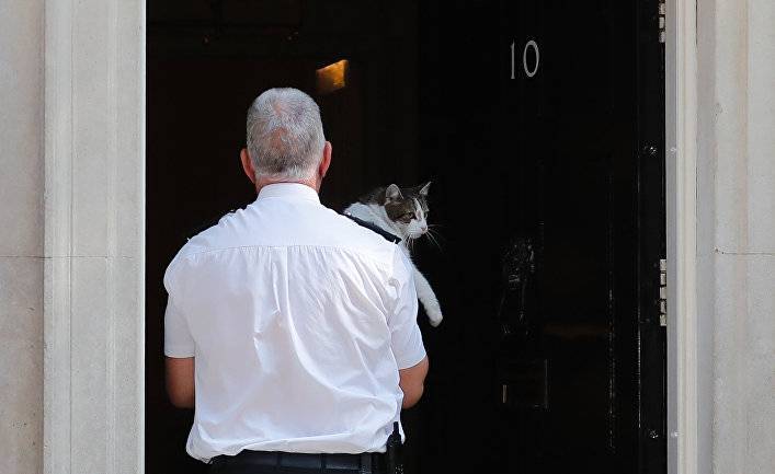 The Huffington Post (Великобритания): кот Ларри с Даунинг-стрит изливает пассивную агрессию на Дональда Трампа