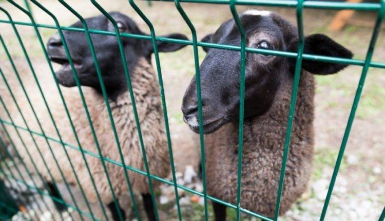 В Азербайджане чабаны приступили к стрижке овец