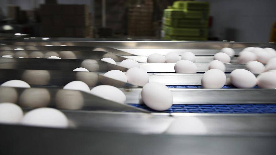Ученые рассказали об опасности ежедневного употребления яиц