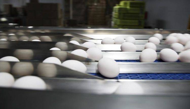 Ученые рассказали об опасности ежедневного употребления яиц