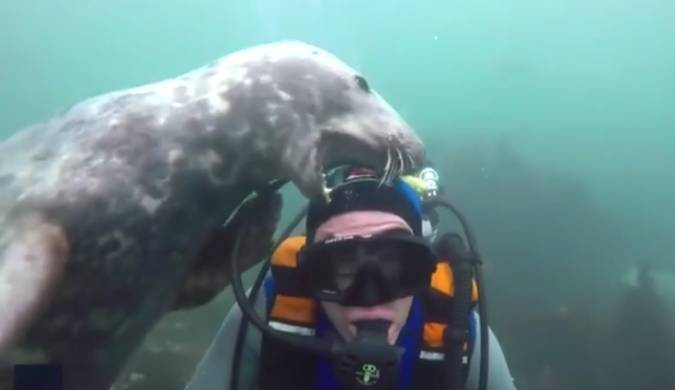 Попытка тюленя украсть маску для плавания попала на видео / Моя Планета