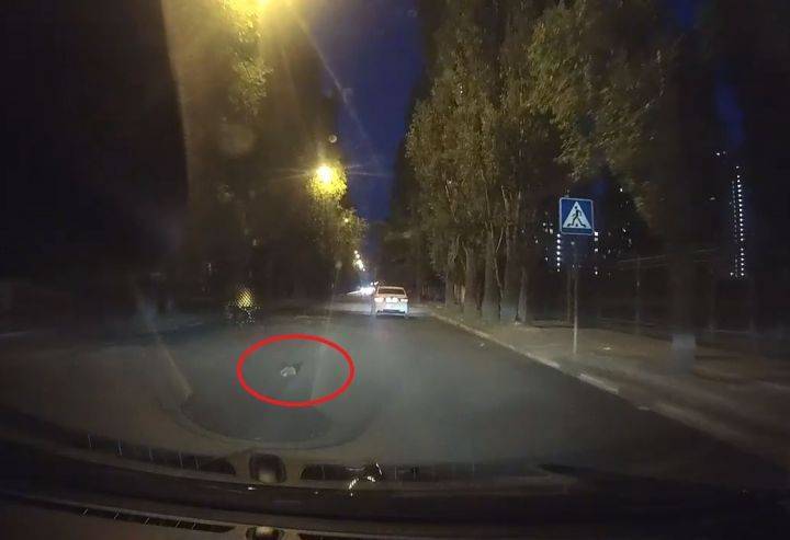В Воронеже автомобилист встретил вежливого ежа-пешехода