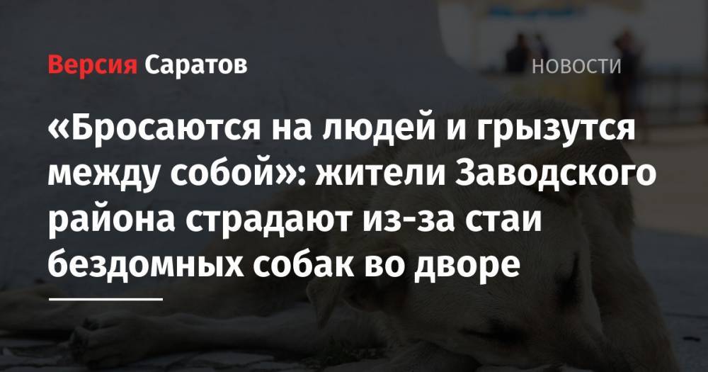 «Бросаются на людей и грызутся между собой»: жители Заводского района страдают из-за стаи бездомных собак во дворе