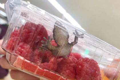 Женщина нашла геккона в упаковке с малиной