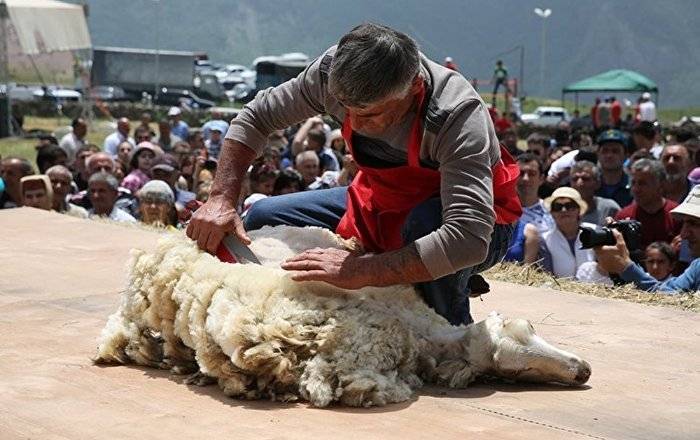 "Это было сенсацией": что ждет гостей и жителей Армении на фестивале стрижки овец