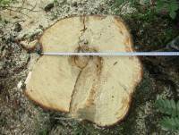 Житель Тверской области напилил леса на 2,8 млн рублей
