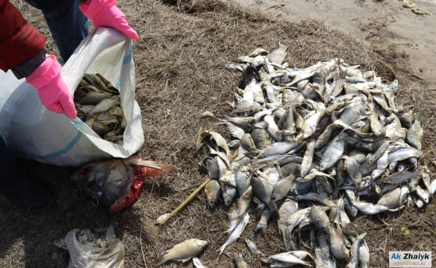 Атырауская ТЭЦ признала вину в массовой гибели рыбы в Урале