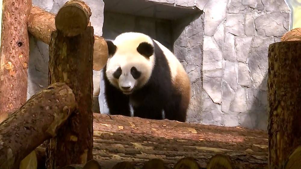Знак особого уважения: переданных Москве панд из Китая сняли на видео