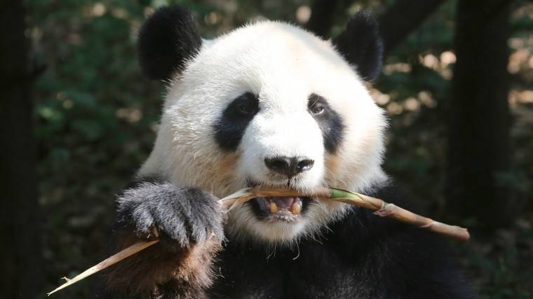 Панды как символ китайской дипломатии: Си&nbsp;Цзиньпин передал животных Московскому зоопарку