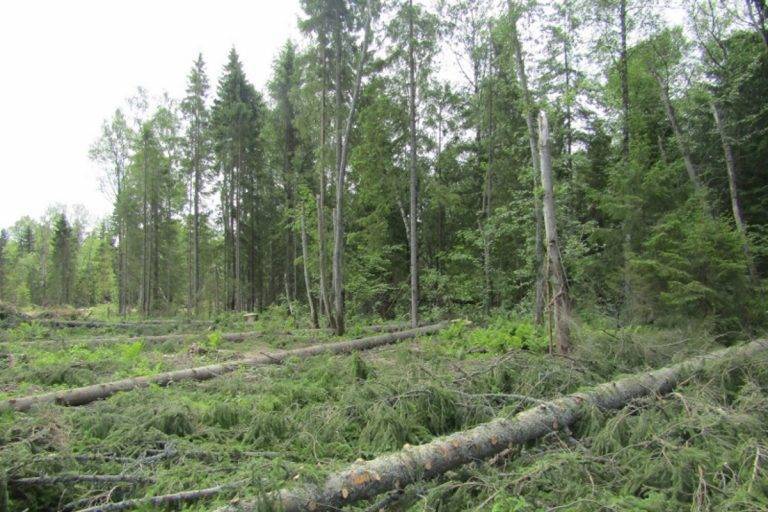 Житель Тверской области задержан за незаконную рубку леса в особо крупном размере