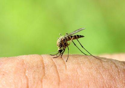 В Израиле обнаружены "лихорадящие" комары