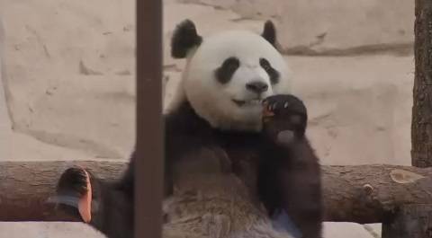 Жест большой дружбы: Путин и Си Цзиньпин посмотрели на панд в Московском зоопарке