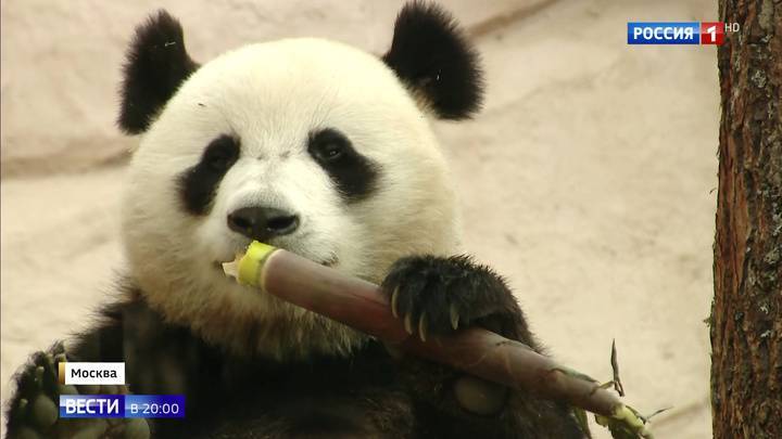 Китайские панды осваиваются в московском зоопарке