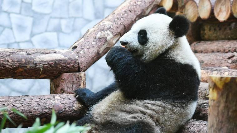 Видео: Очаровательные панды в&nbsp;Московском зоопарке