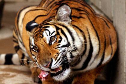 Работник зоопарка лишился рук при попытке искупать тигра