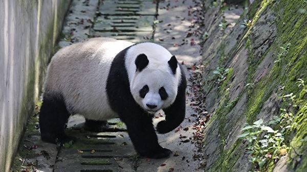 Московский зоопарк не планирует вводить должность «обнимателя панд»