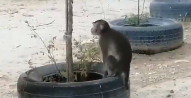 "С пальмы слез": обезьянка разгуливала по улицам Актау (видео)
