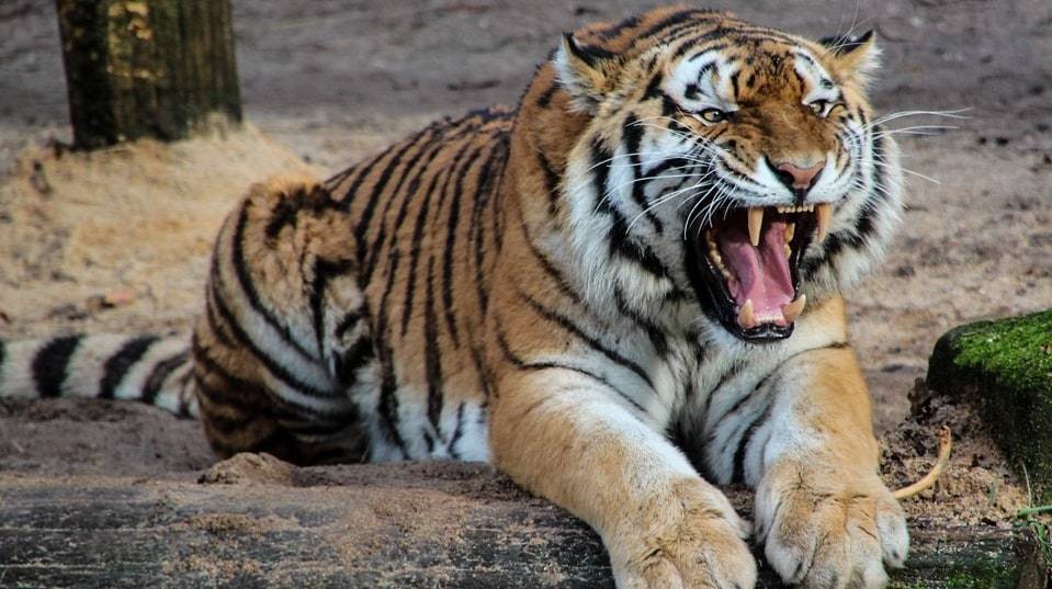 Тигр откусил обе руки работнику зоопарка