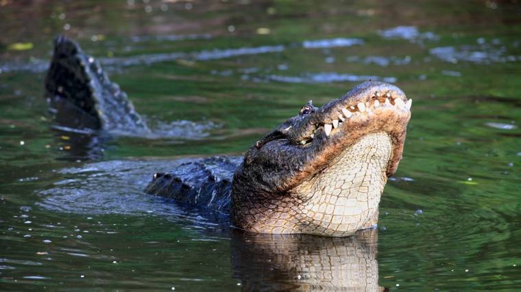 Приморский рыбак заснял крокодила в&nbsp;реке&nbsp;— видео