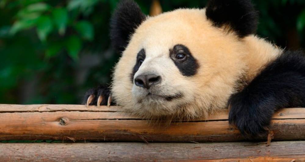 Московский зоопарк не планирует заводить "обнимателя панд"