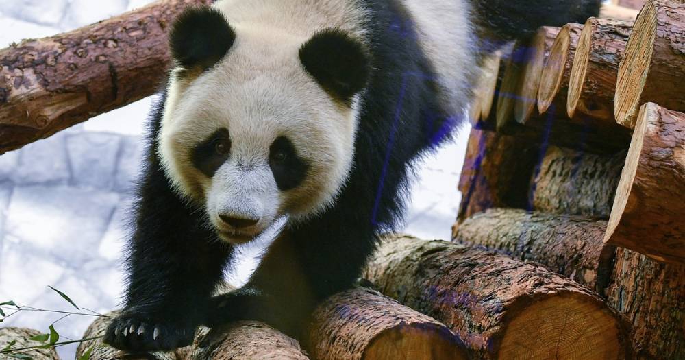В Московском зоопарке рассказали об опасности обнимания панд