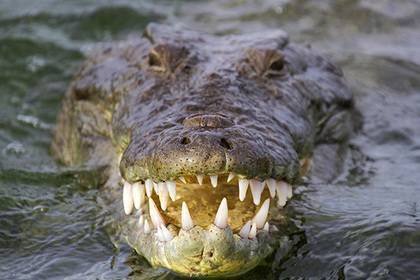 Крокодил-убийца утащил под воду мужчину и загрыз его