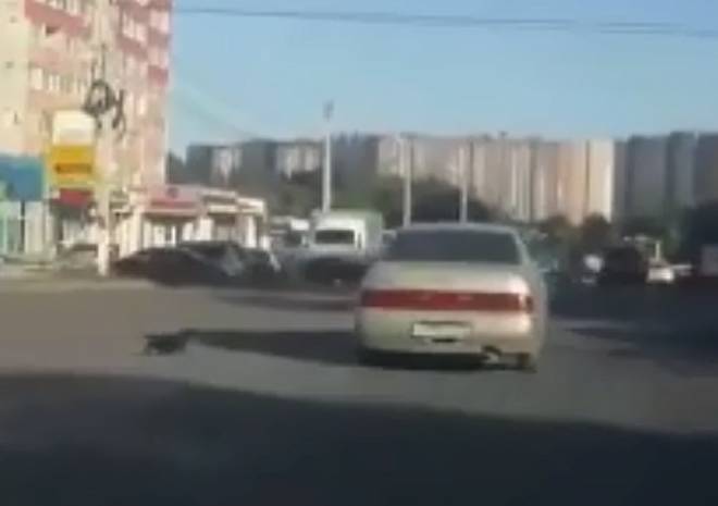 Полиция проверяет инцидент с собакой на улице Новоселов