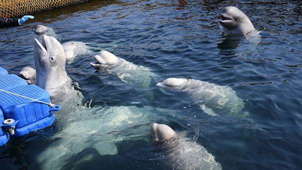 Экологи обжалуют решение суда оставить косаток в «китовой тюрьме»